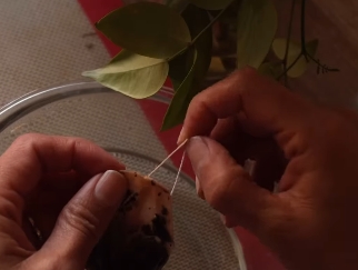 saquitos de té1