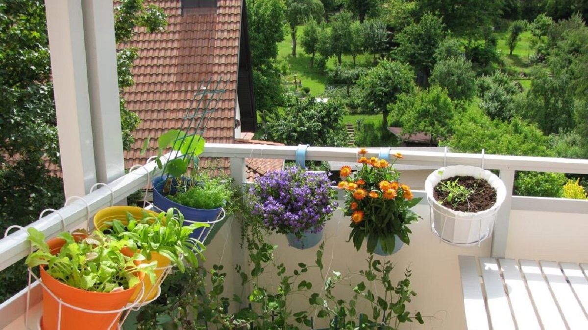 Plantas