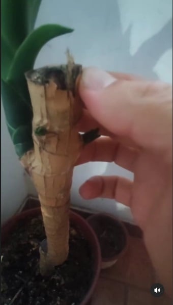 Palo de agua 4