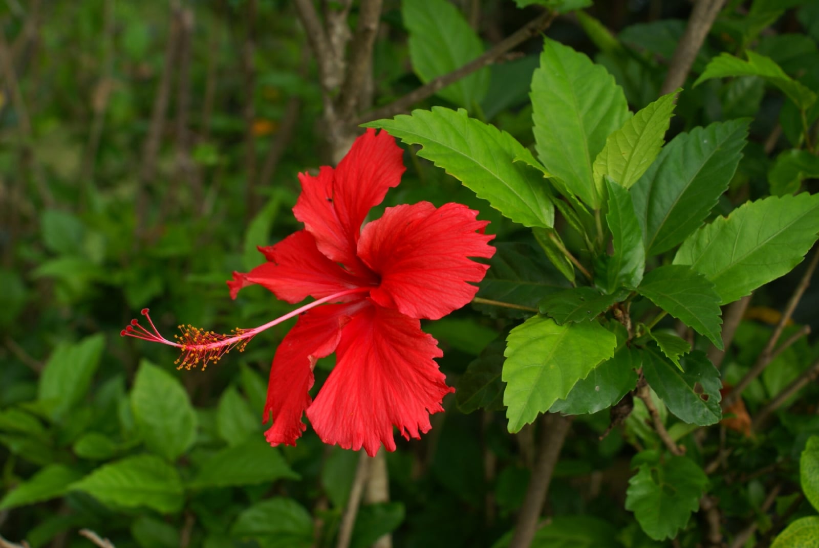 Hibiscus_rosa-sinensis_flower_2