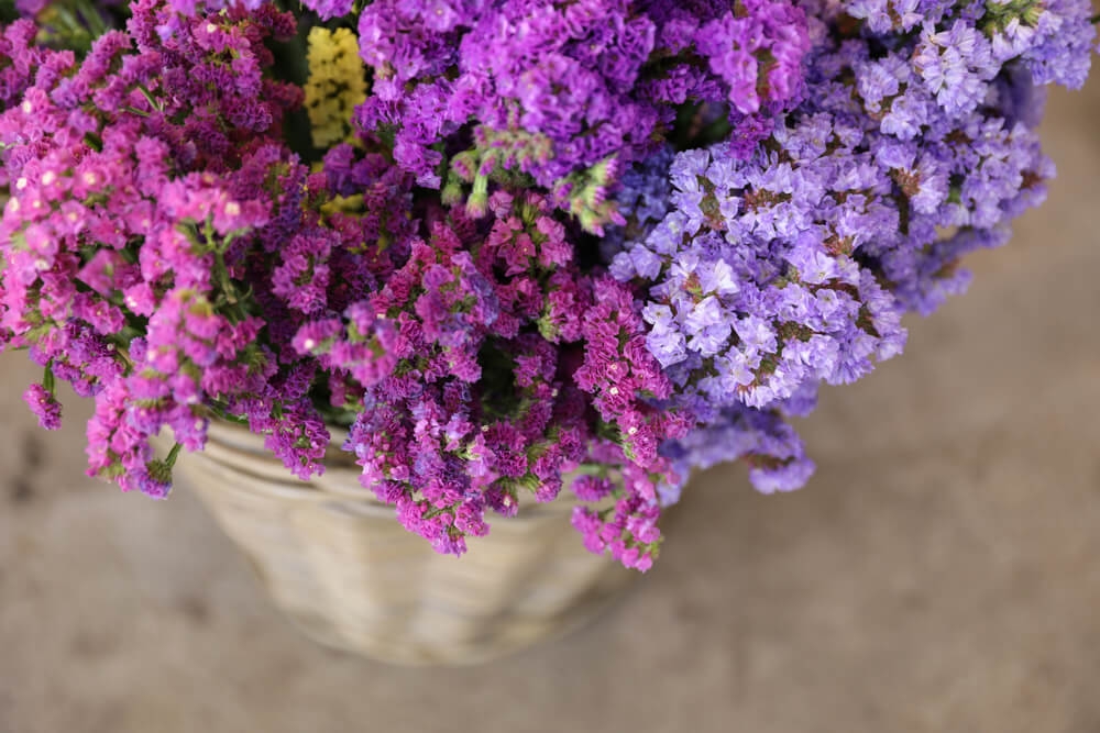 limonium 2
