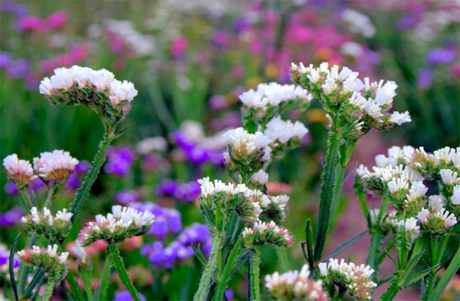 limonium 3