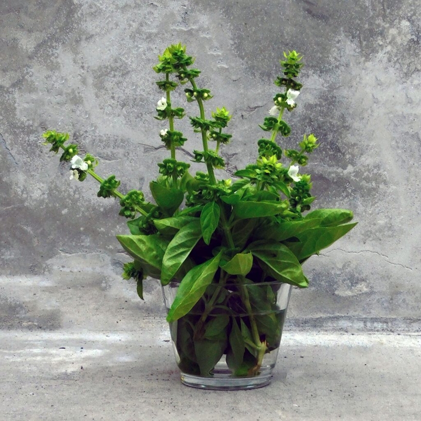 albahaca 2
