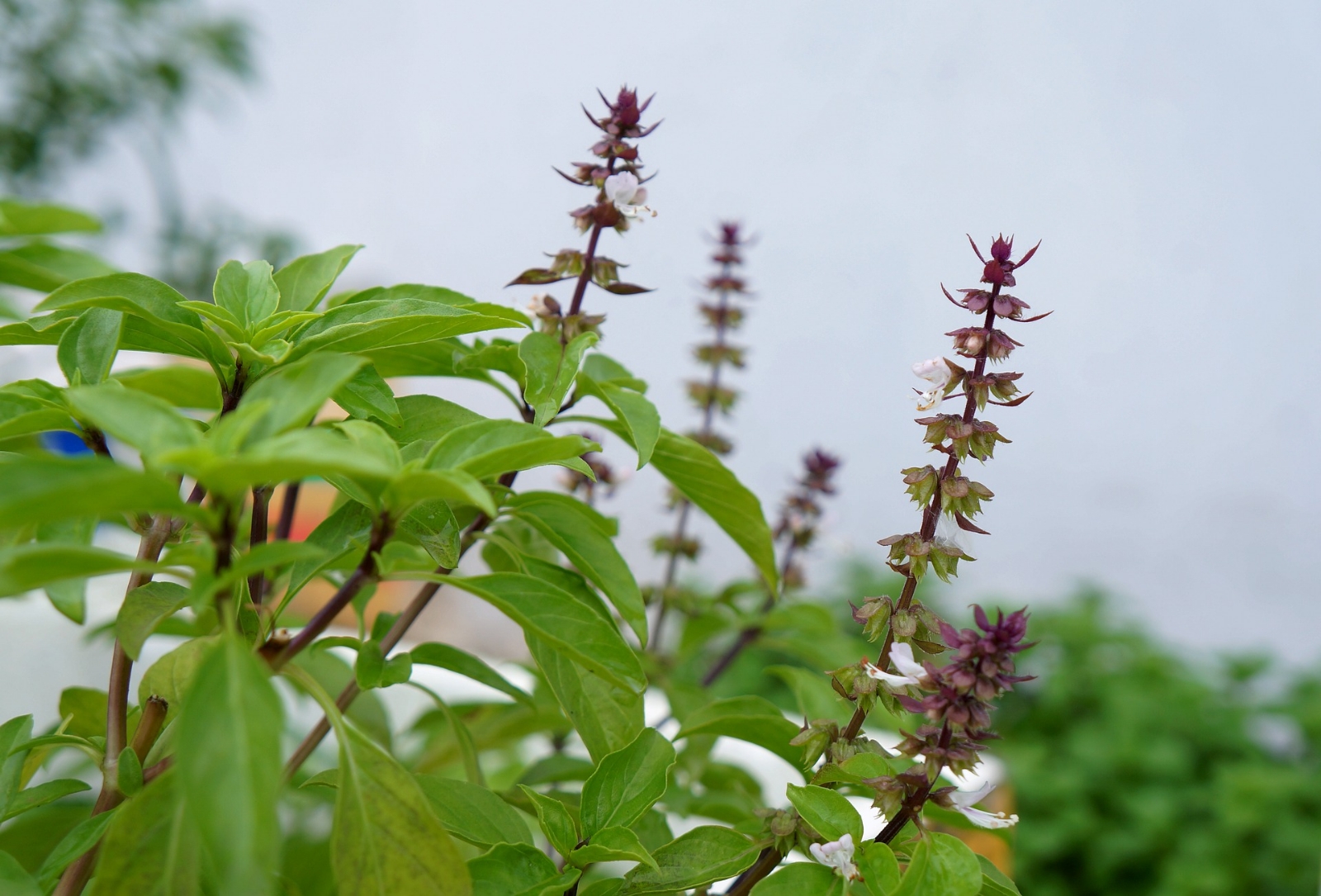 albahaca 3