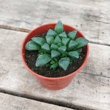 images (14)