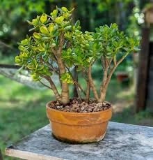 images (13)
