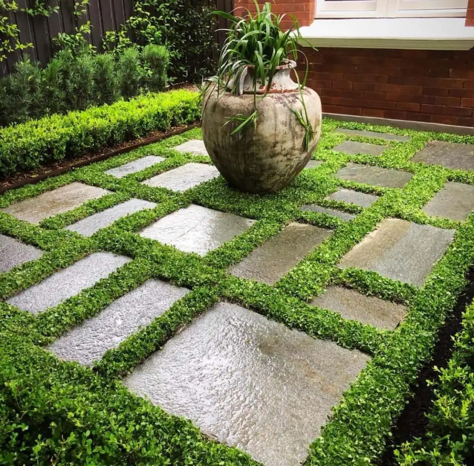AnyConv.com__Dichondra-repens-A-beautiful-lanscaped-backyard-with-outdoor-plant