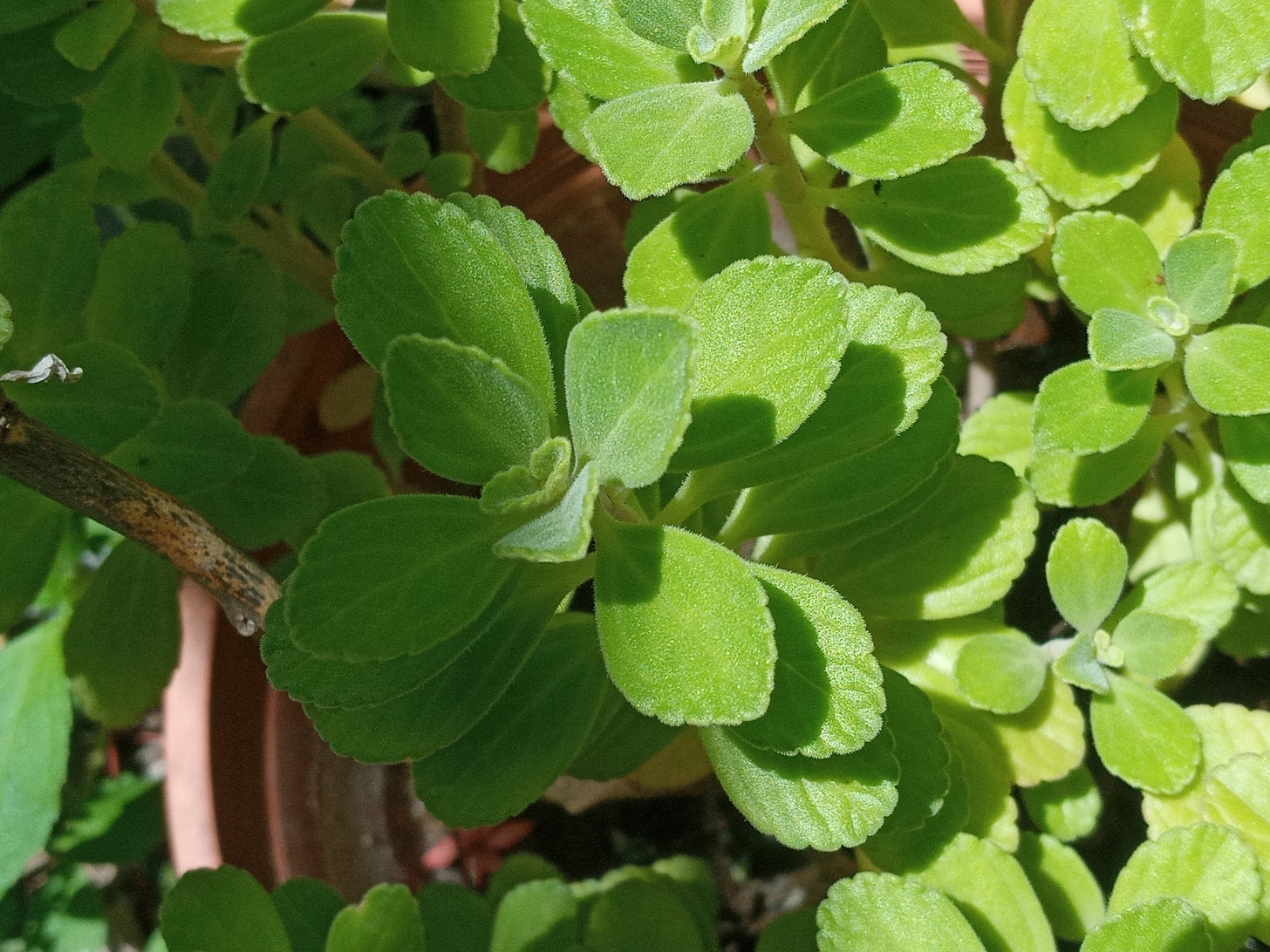 Planta 5