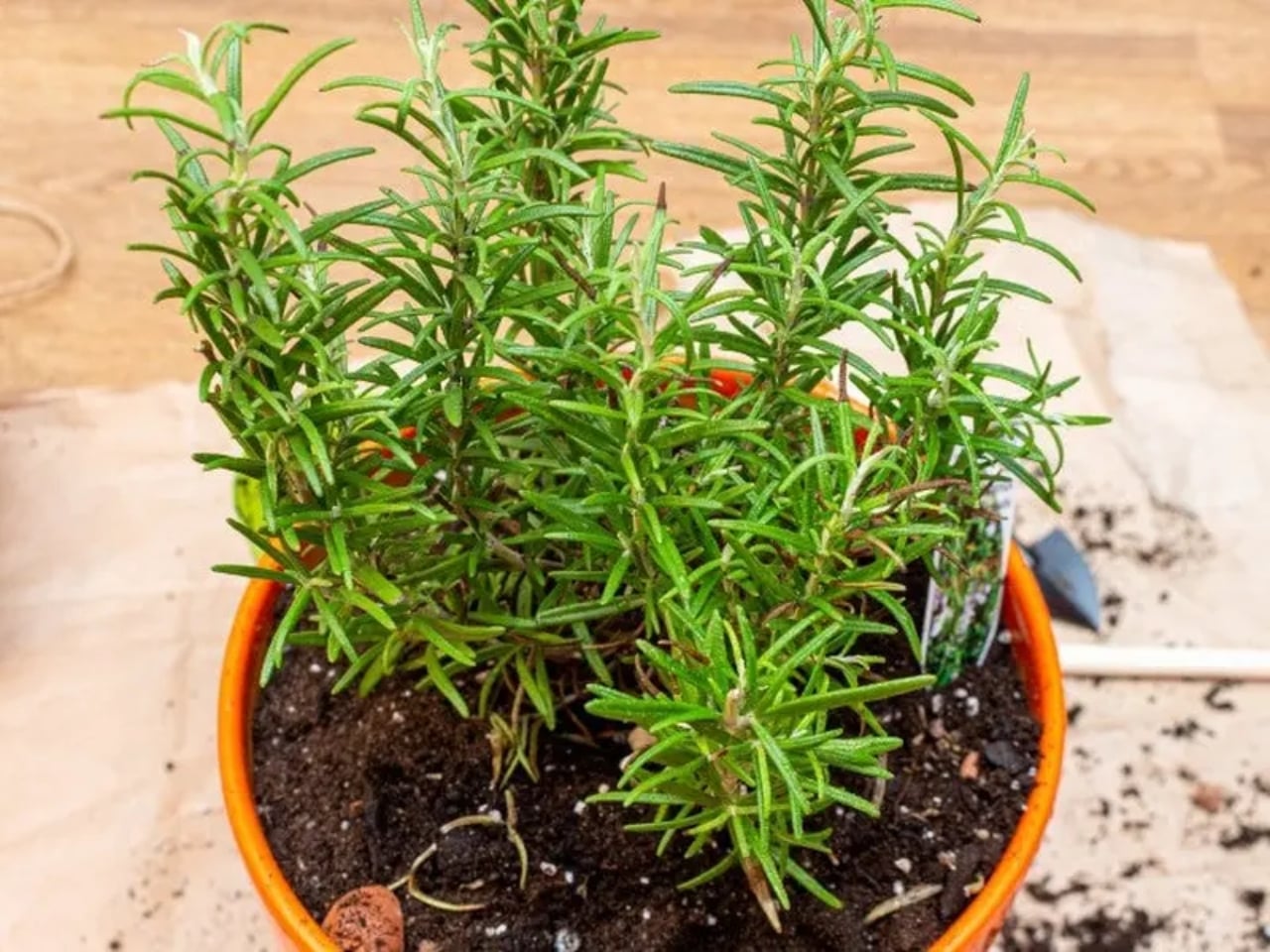 cuidados-planta-romero-vitaliibezverkhii