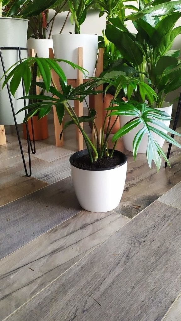 plantas departamento 3