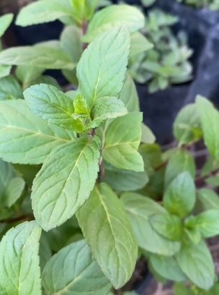 menta77