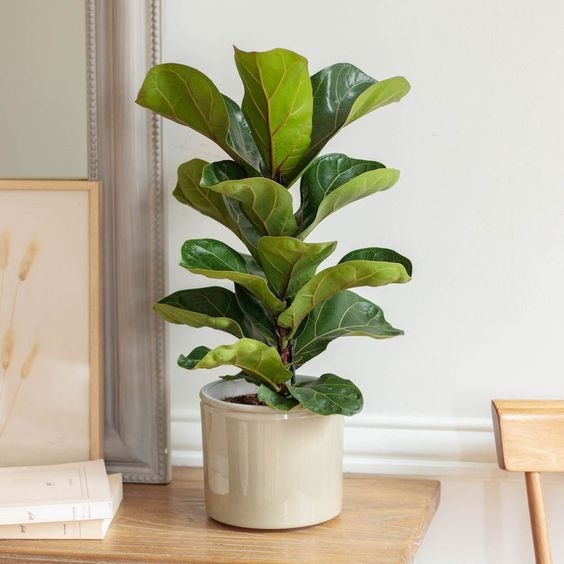 ficus pandurata 1