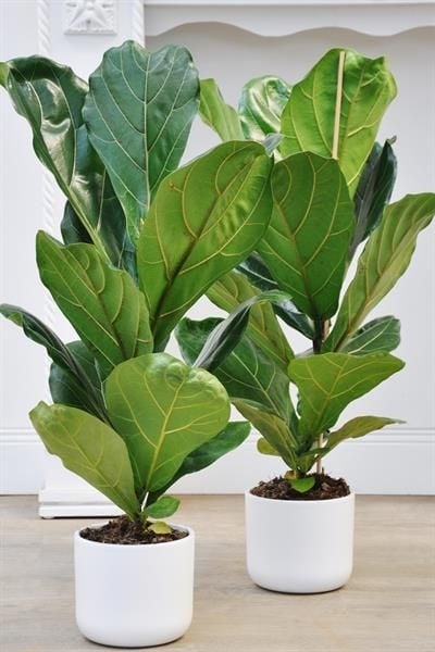 ficus pandurata 2