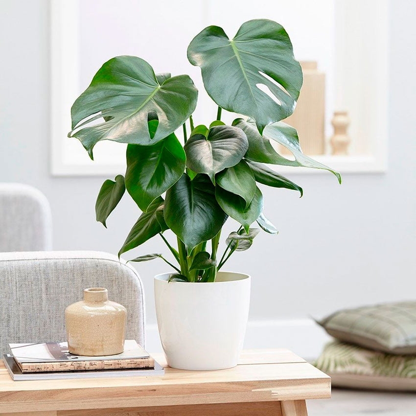 monstera-deliciosa-4