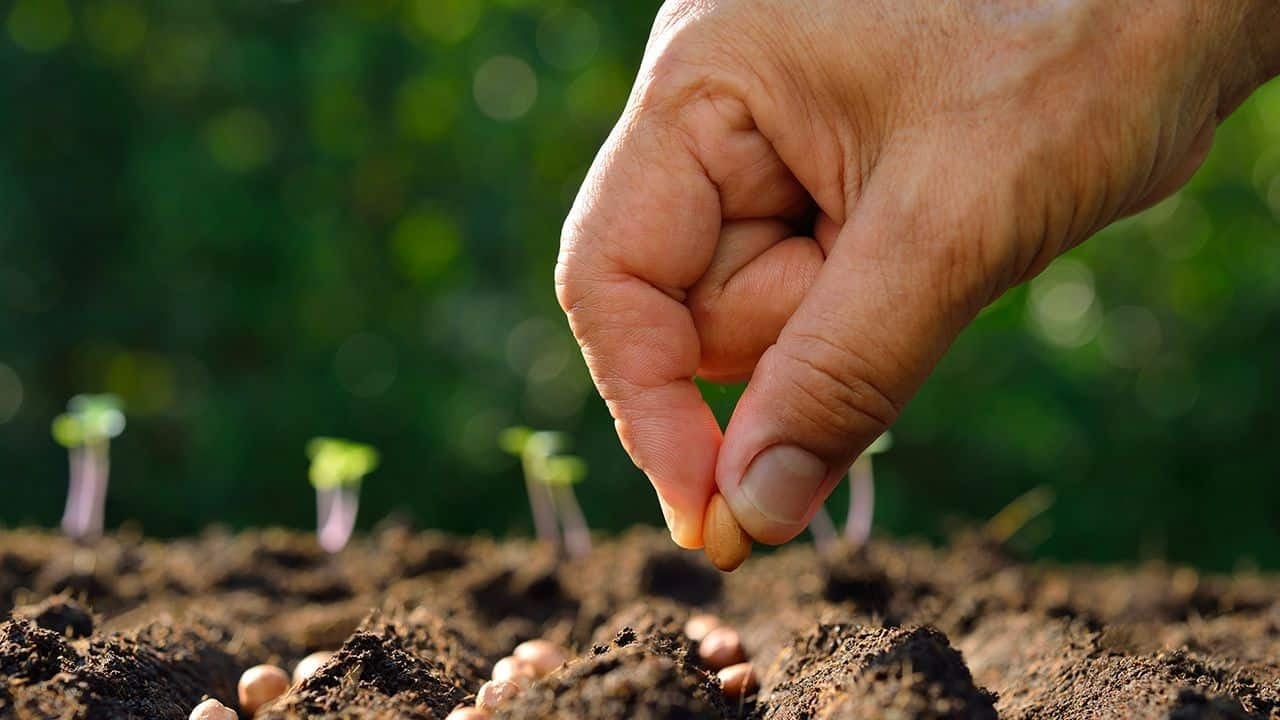 main-sembrar-semillas-en-jardin
