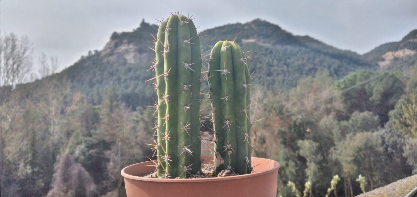 PLANTA SP 1