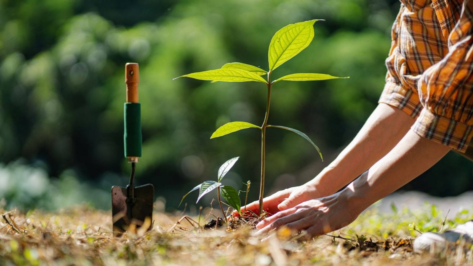 Plantas