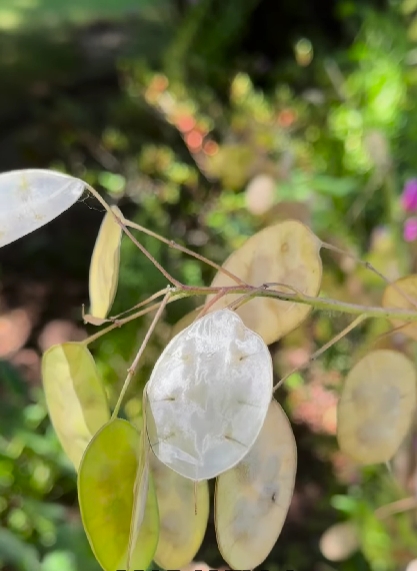 lunaria 2