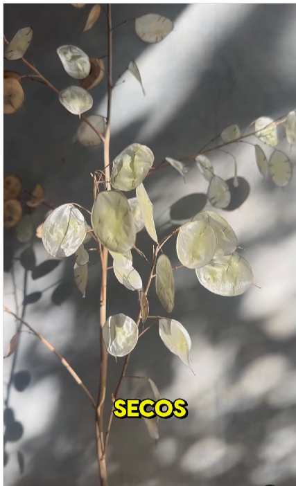 lunaria 3