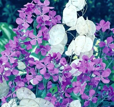 lunaria 4