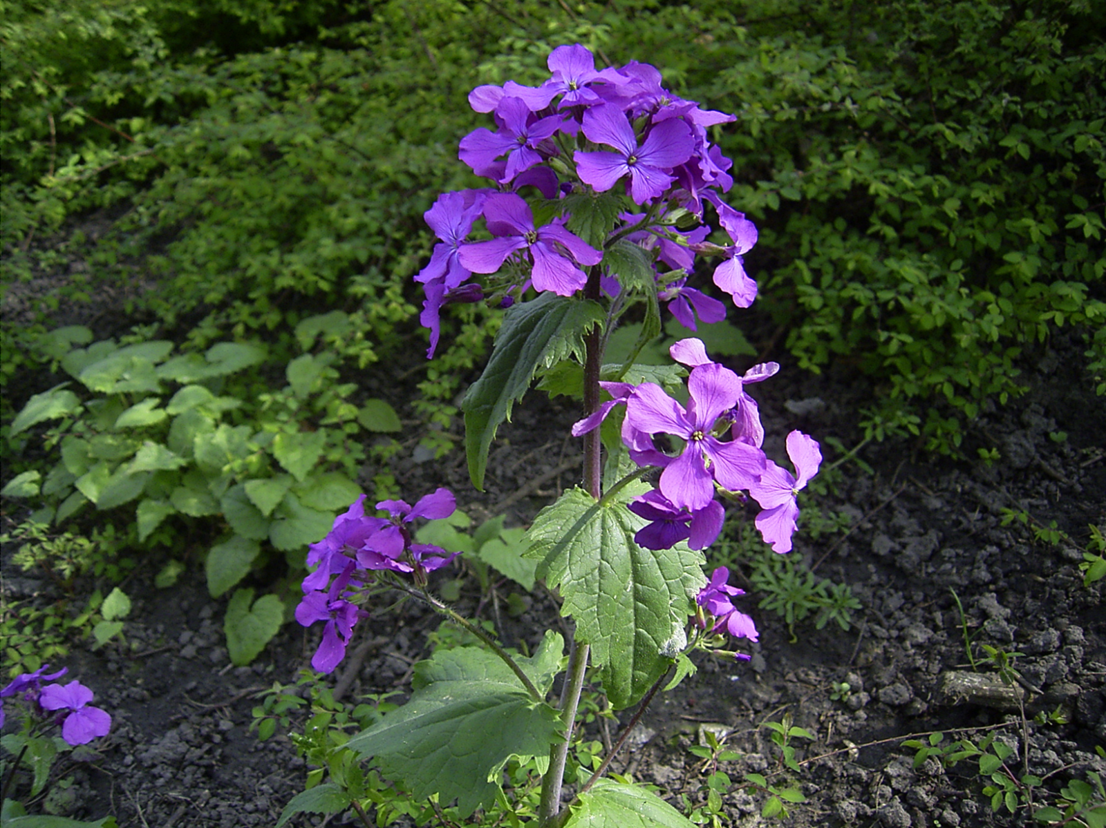 lunaria