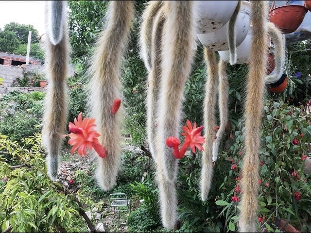 cactus 2