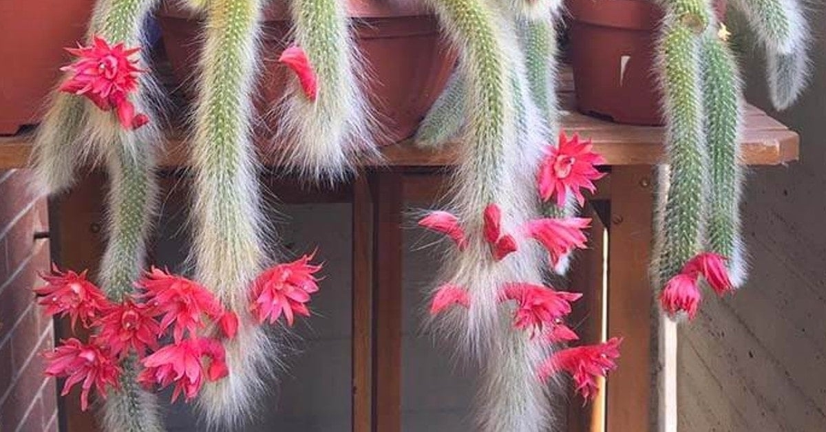 cactus 3