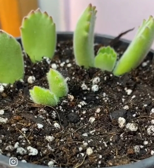suculentas4