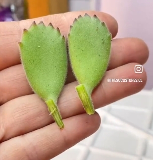 suculentas3