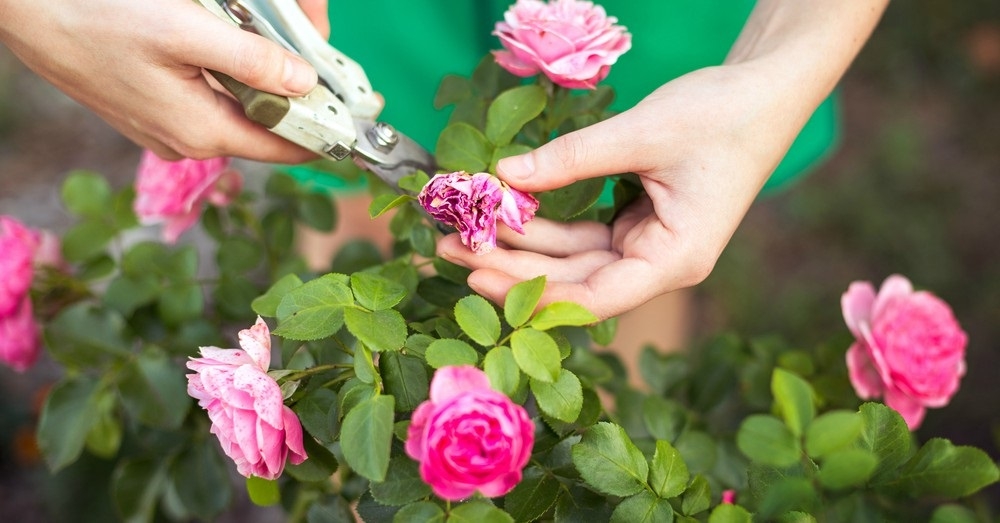 Rosas 5