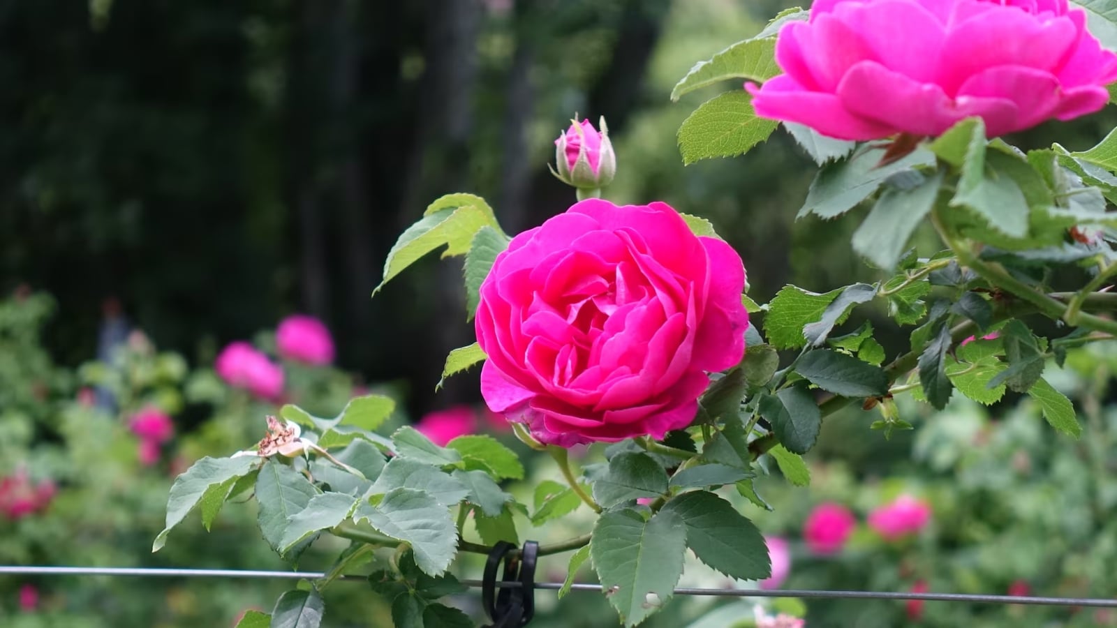 Rosas