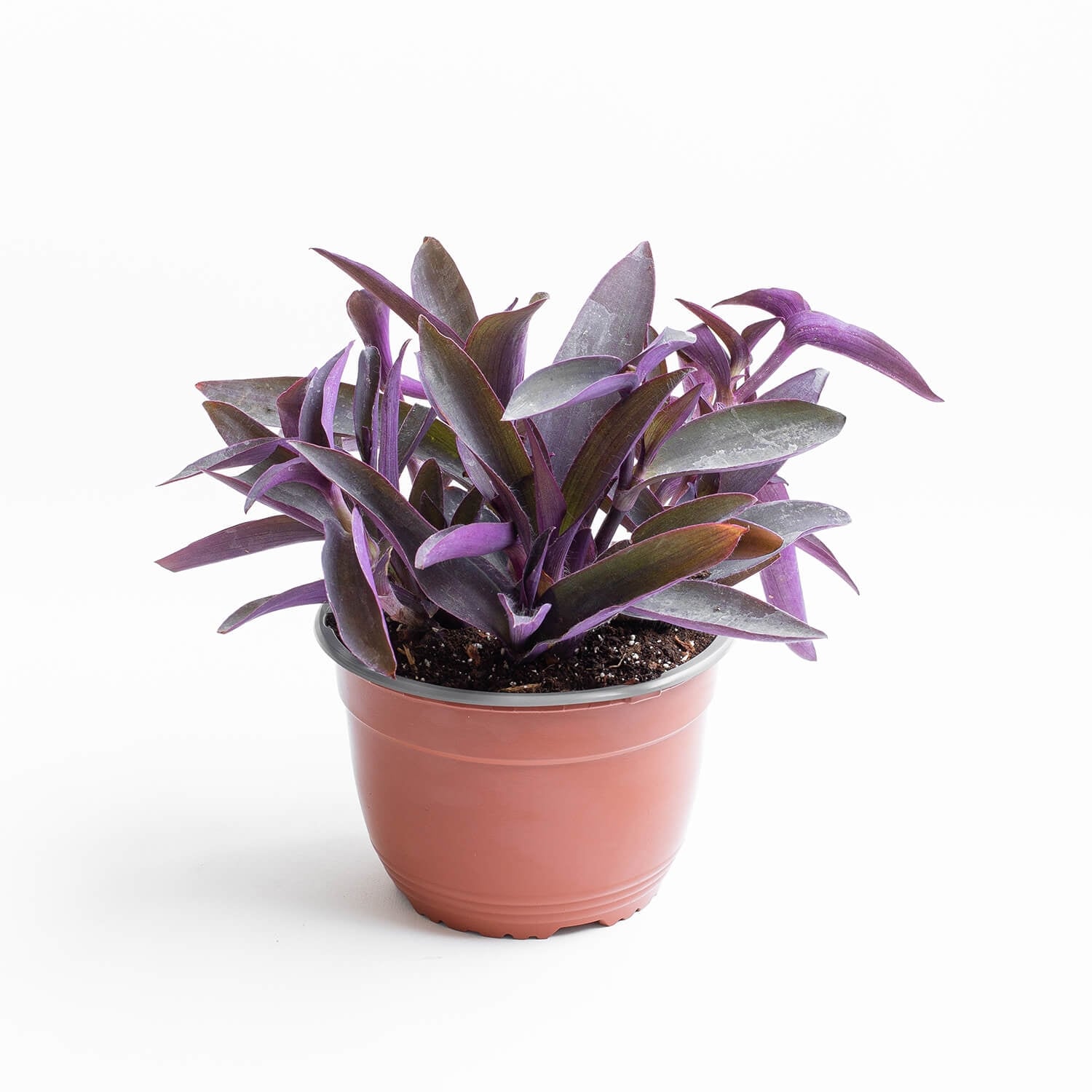 tradescantia-pallida-00001