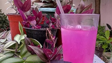 plantas tradescantia 2