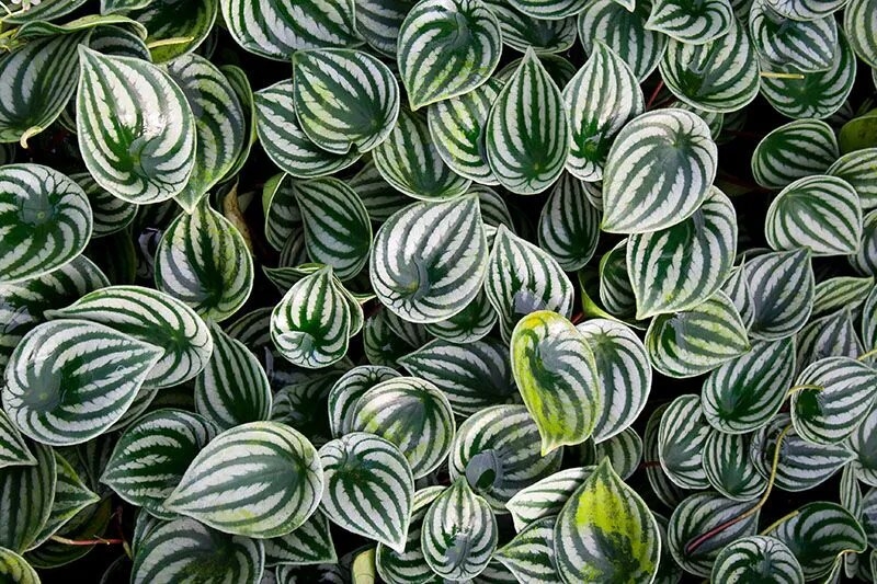 699424f45849-peperomia-planta-2-a