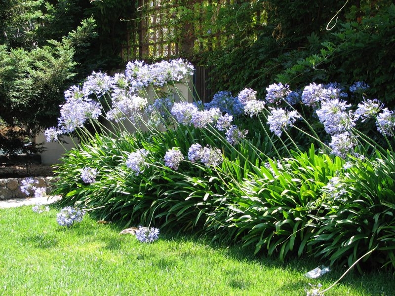 Agapanthus-Africanus-02