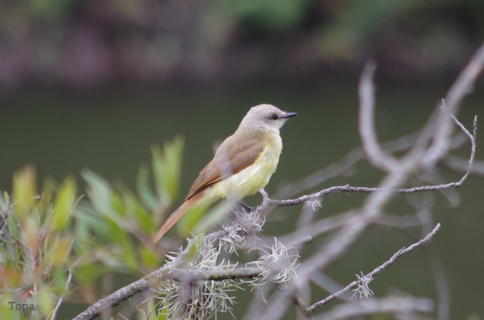 picabuey-machetornis-rixosus-san-pedro