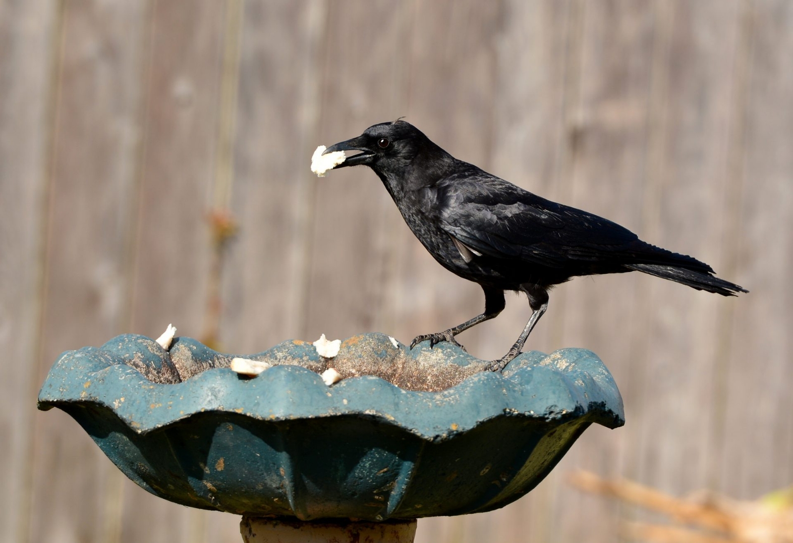 stock-photo-a-black-american-crow-corvus-brachyrhynchos-eating-bread-in-a-birdbath-256465318-1920x1316