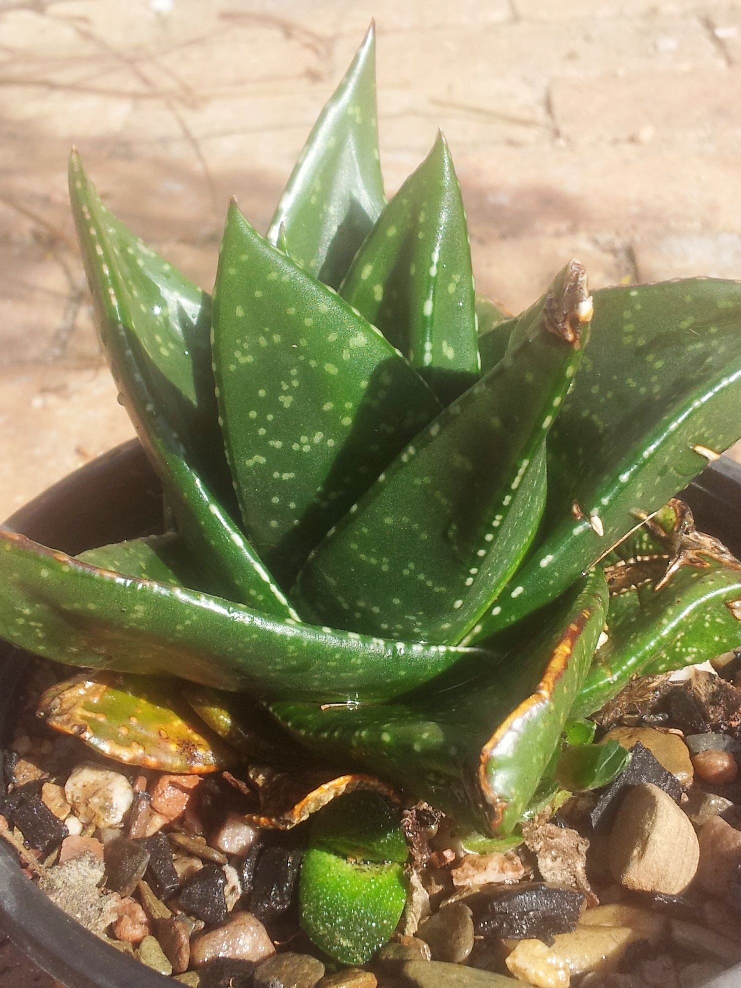 1_Gasteria_nitida_var_nitida_-_adult_and_juvenile_forms