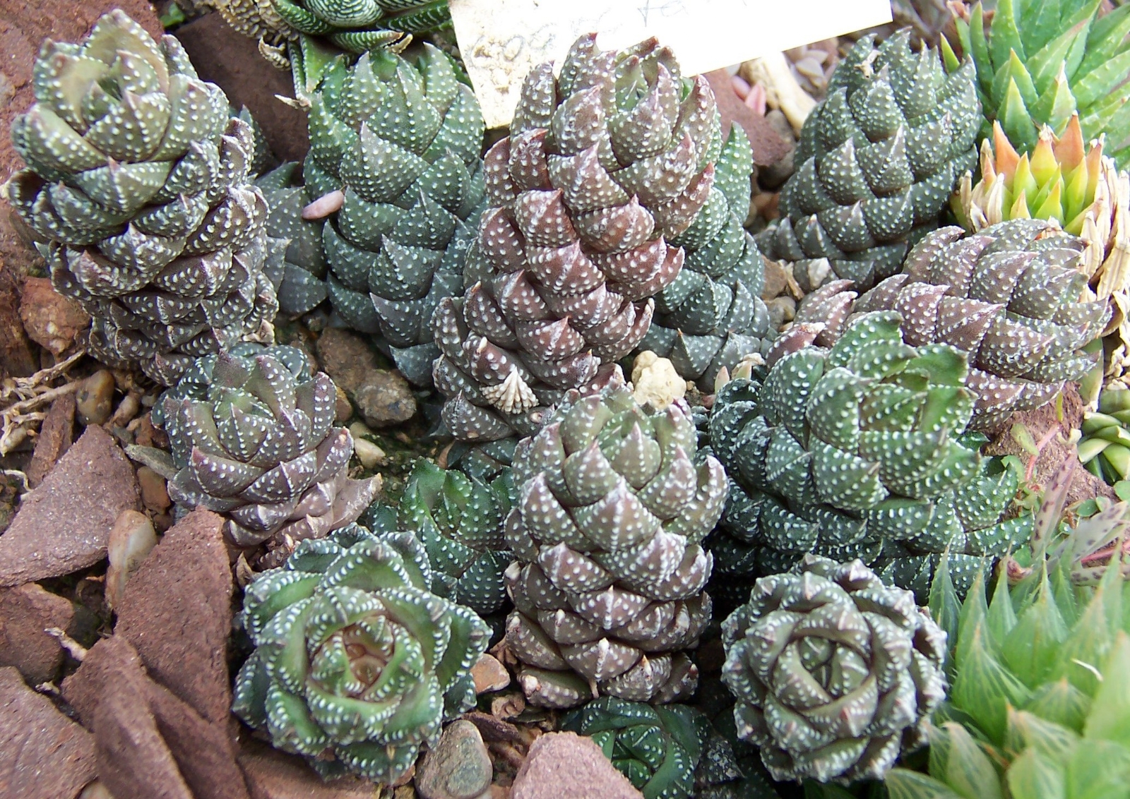 Haworthia_coarctata_CologneUni