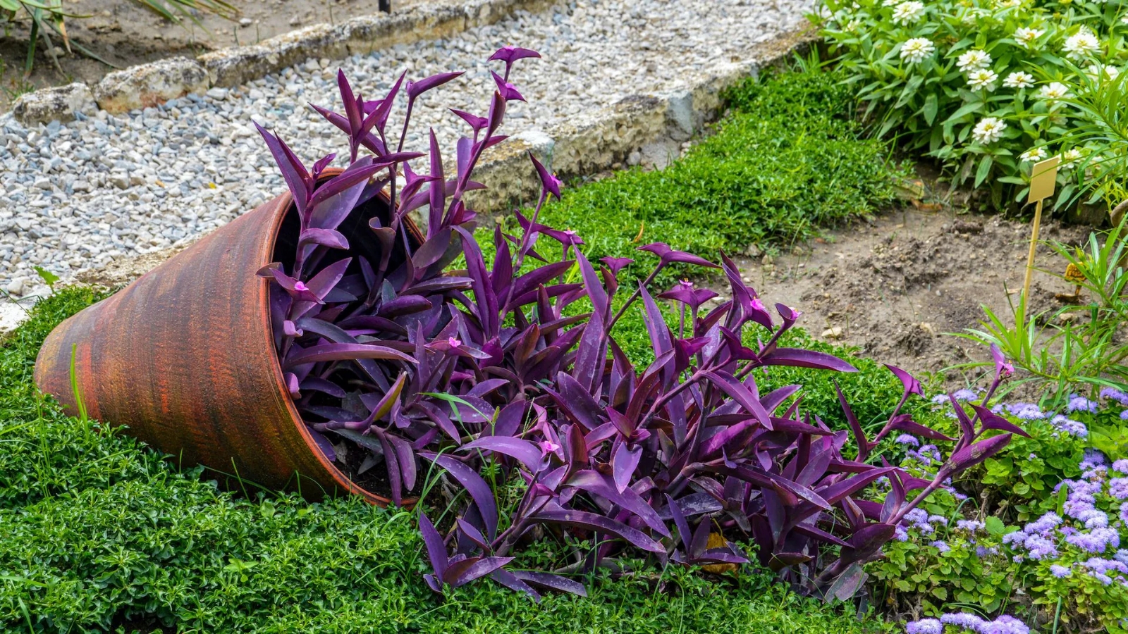 6dfc0264db5e-01-tradescantia-palida-adobestock654738191
