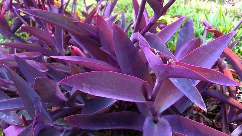Cultivo-de-Tradescantia-pallida
