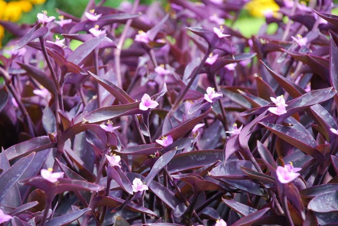 tradescantia-pallida_e19ff1c7_231204111951_1000x668(1)