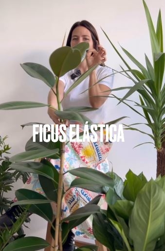FICUS888