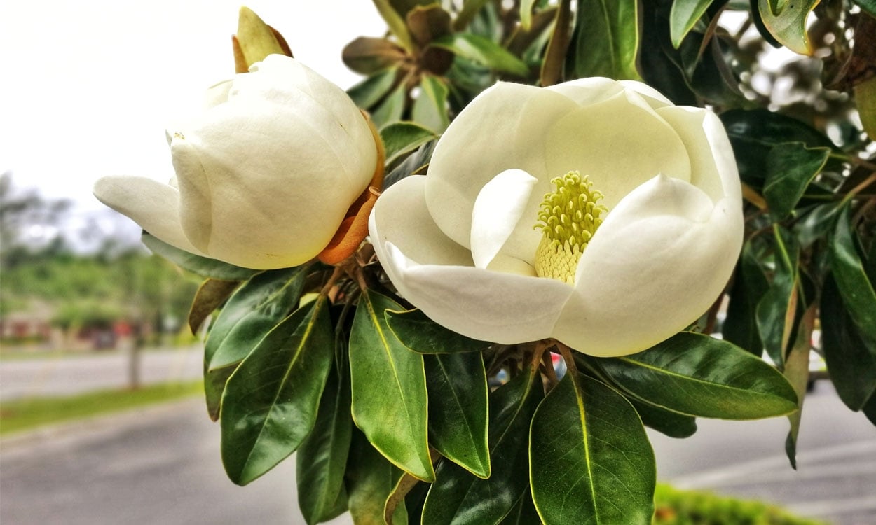 magnolio 2
