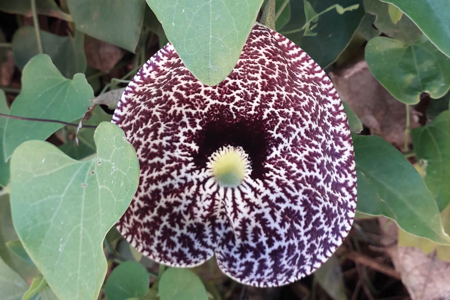 planta aristolochia 1
