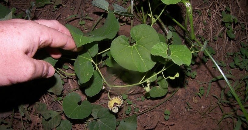 planta aristolochia 2