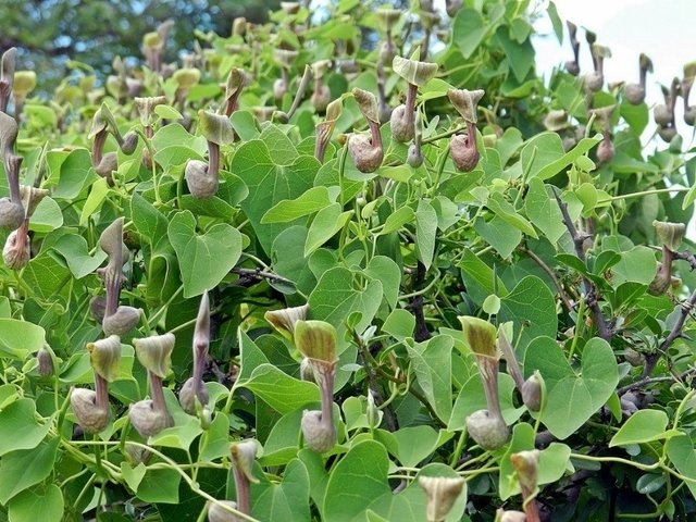 planta aristolochia 3