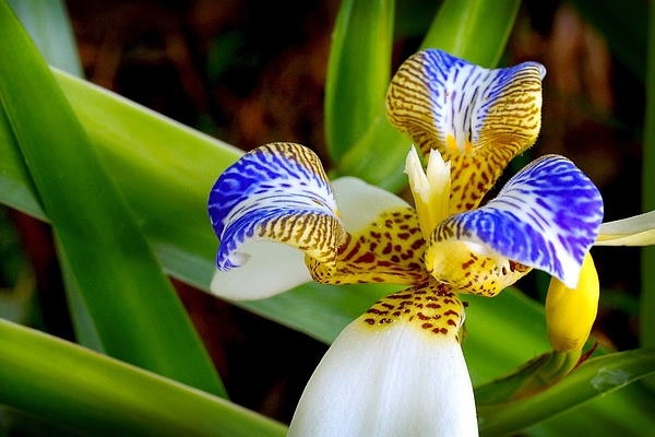 Iris-caminando