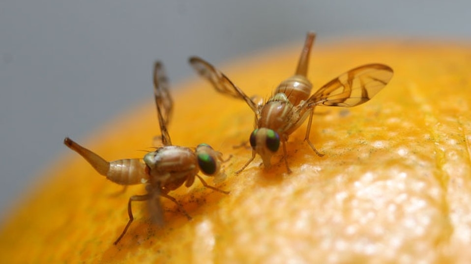 moscas-de-la-fruta-plaga