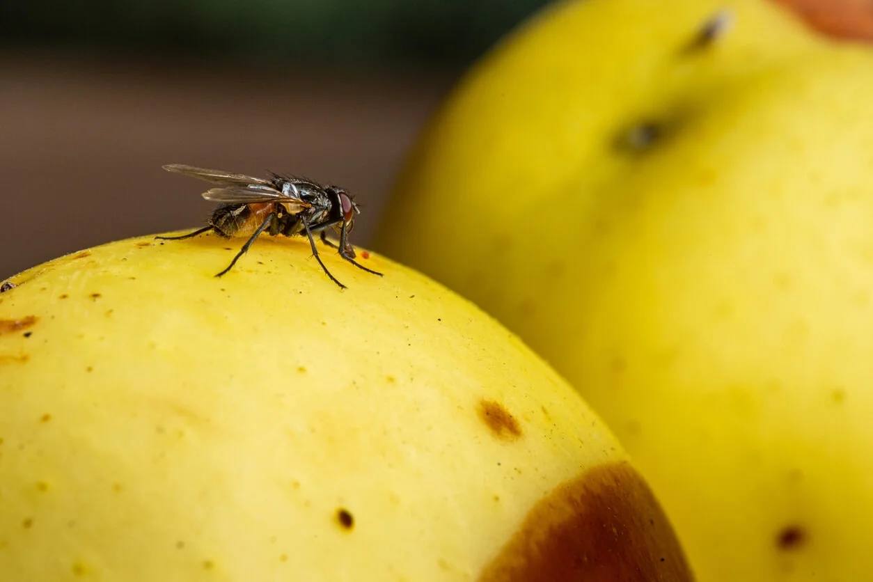 mosca-fruta